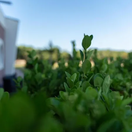 La Meta Sporting Πανσιόν